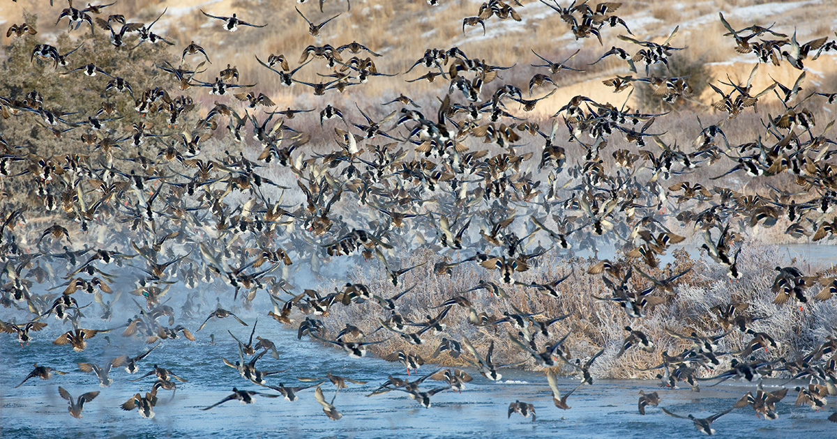 Ducks Unlimited’s 2023 Annual Report | Ducks Unlimited